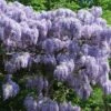 Wisteria Sinensis 'Prolific'