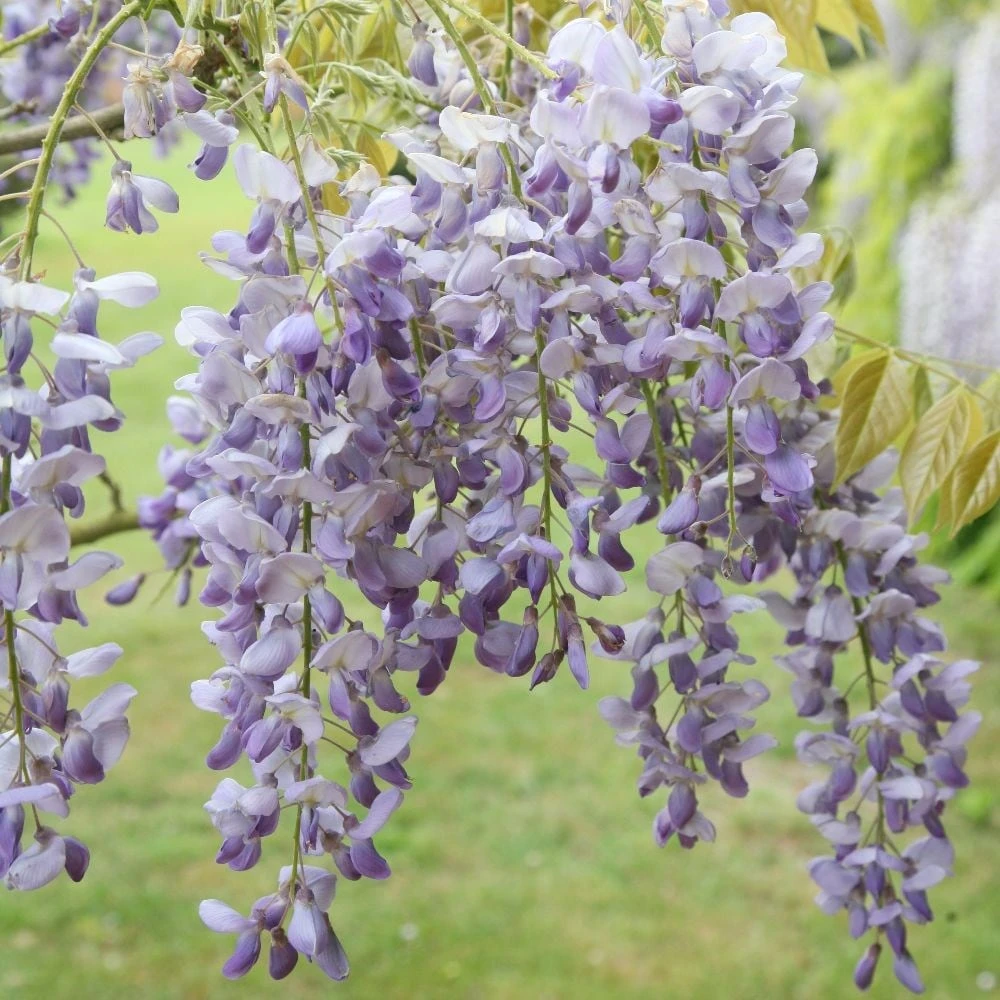 Wisteria Sinensis 'Prolific' 3 Wisteria Sinensis 'Prolific' - Image 3