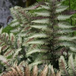 Athyrium Niponicum Var. Pictum
