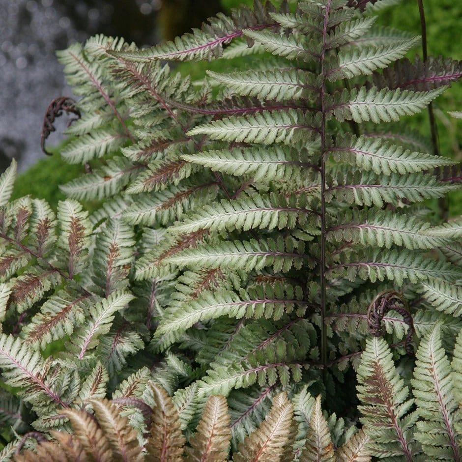 Athyrium Niponicum Var. Pictum 1 Athyrium Niponicum Var. Pictum
