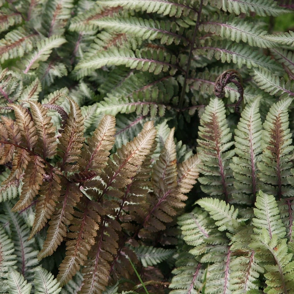 Athyrium Niponicum Var. Pictum 2 Athyrium Niponicum Var. Pictum - Image 2