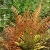 Dryopteris Erythrosora