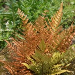 Dryopteris Erythrosora