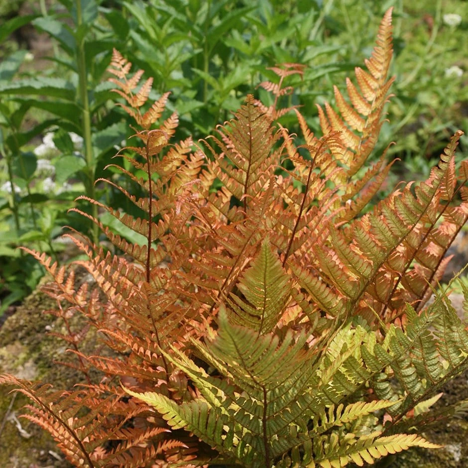 Dryopteris Erythrosora 1 Dryopteris Erythrosora