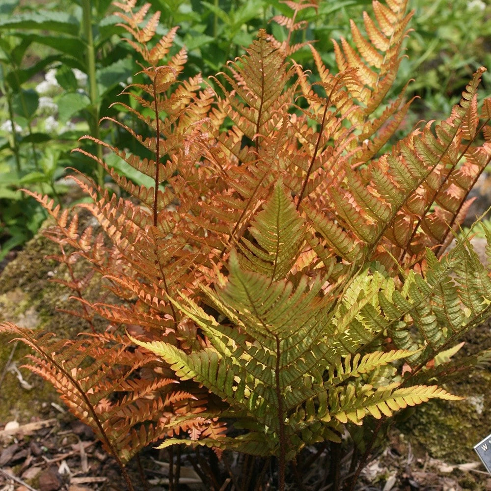 Dryopteris Erythrosora 2 Dryopteris Erythrosora - Image 2