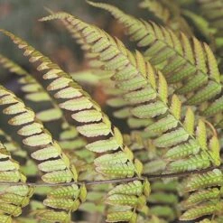 Dryopteris Erythrosora 7 Dryopteris Erythrosora -Plants Shop pl0000001823 card3 lg