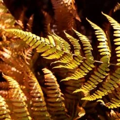 Dryopteris Erythrosora 8 Dryopteris Erythrosora -Plants Shop pl0000001823 card4 lg