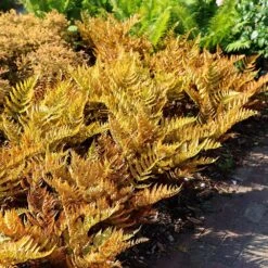 Dryopteris Erythrosora 9 Dryopteris Erythrosora -Plants Shop pl0000001823 card5 lg