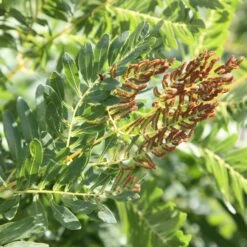 Osmunda Regalis 7 Osmunda Regalis -Plants Shop pl0000001834 card3 lg