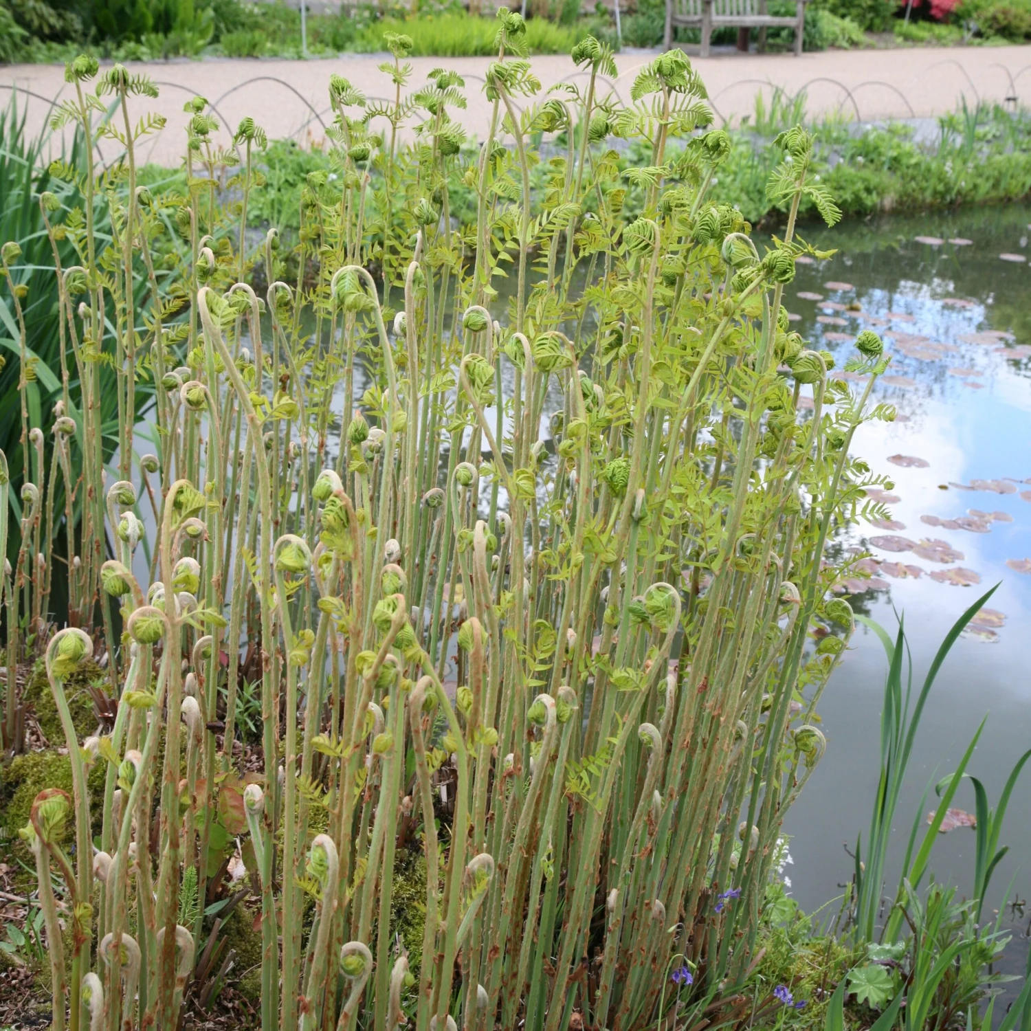 Osmunda Regalis 4 Osmunda Regalis - Image 4