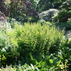 Osmunda Regalis 9 Osmunda Regalis -Plants Shop pl0000001834 card5 lg