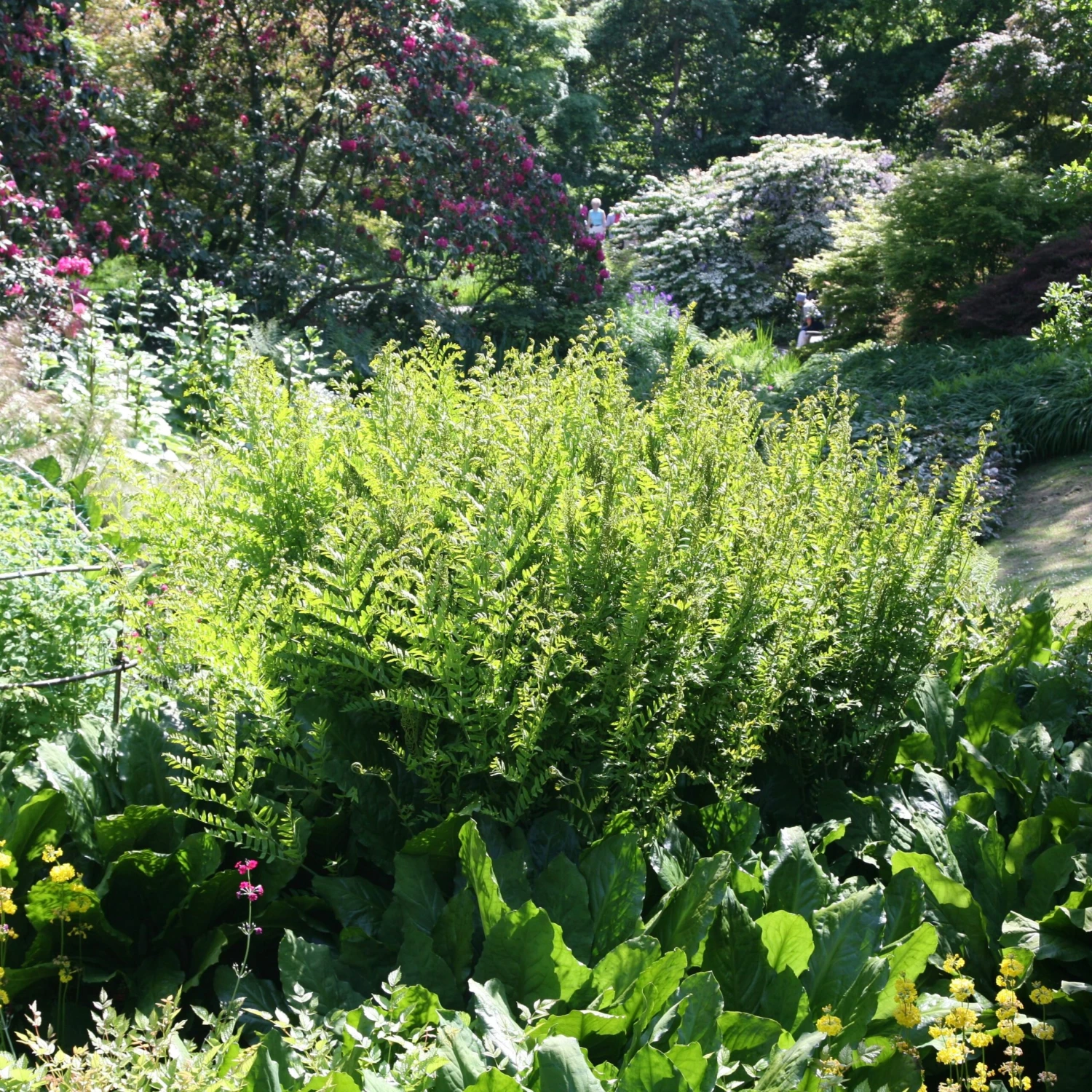 Osmunda Regalis 5 Osmunda Regalis - Image 5