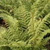 Polystichum Setiferum
