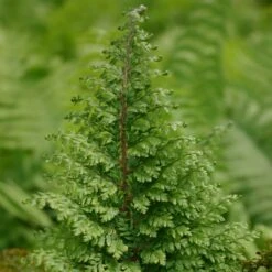 Polystichum Setiferum Plumosomultilobum Group