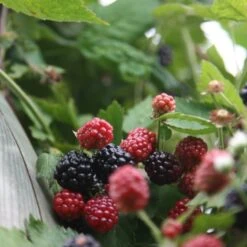 Blackberry 'Oregon Thornless' -Plants Shop pl0000001886 card3 lg
