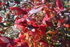 Blueberry 'Bluecrop' 10 Blueberry 'Bluecrop' -Plants Shop pl0000001890 card3 lg