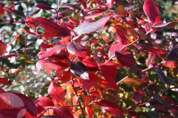 Blueberry 'Bluecrop' 3 Blueberry 'Bluecrop' - Image 3