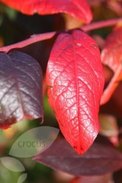 Blueberry 'Bluecrop' 11 Blueberry 'Bluecrop' -Plants Shop pl0000001890 card4 lg