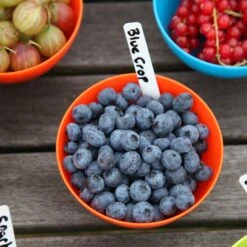 Blueberry 'Bluecrop' 13 Blueberry 'Bluecrop' -Plants Shop pl0000001890 card6 lg