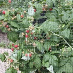 Raspberry 'Autumn Bliss' -Plants Shop pl0000001947 card3 lg