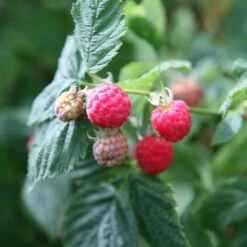 Raspberry 'Glen Ample' (PBR) -Plants Shop pl0000001952 card3 lg