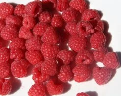 Raspberry 'Glen Ample' (PBR) -Plants Shop pl0000001952 card4 lg