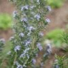 Rosmarinus Officinalis 'Miss Jessopp's Upright'