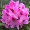Rhododendron 'Cosmopolitan'
