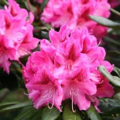 Rhododendron 'Cosmopolitan' 5 Rhododendron 'Cosmopolitan' -Plants Shop pl0000002192 card3 lg