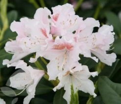 Rhododendron 'Cunningham's White' -Plants Shop pl0000002196 card4 lg