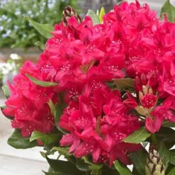 Rhododendron 'Nova Zembla' 5 Rhododendron 'Nova Zembla' -Plants Shop pl0000002242 card3 lg