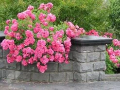 Rosa Pink Flower Carpet ('Noatraum') (PBR) -Plants Shop pl0000002325 card4 lg
