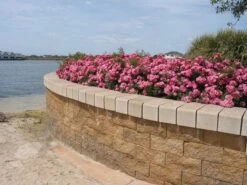 Rosa Pink Flower Carpet ('Noatraum') (PBR) -Plants Shop pl0000002325 card5 lg