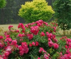 Rosa Pink Flower Carpet ('Noatraum') (PBR) -Plants Shop pl0000002325 card6 lg