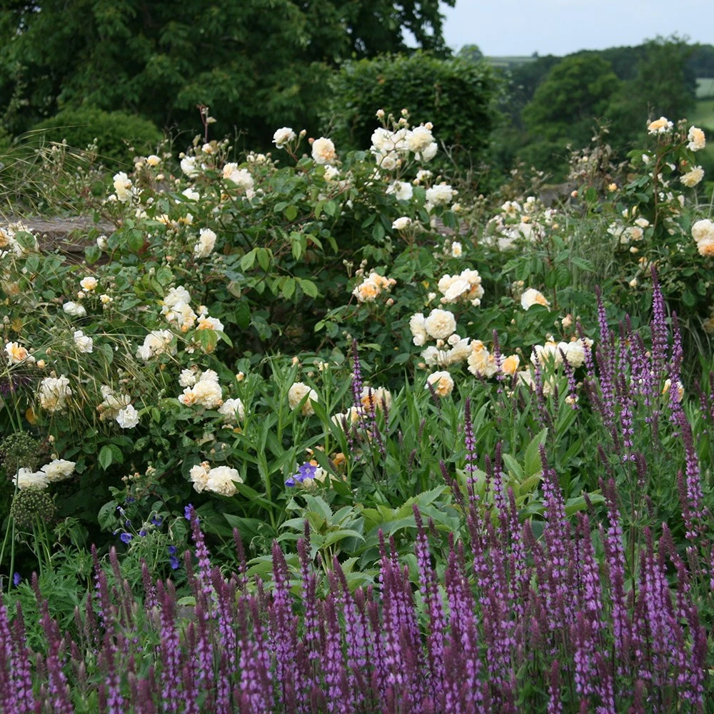 Rosa 'Buff Beauty' 2 Rosa 'Buff Beauty' - Image 2