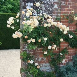 Rosa 'Buff Beauty' 6 Rosa 'Buff Beauty' -Plants Shop pl0000002335 card3 lg