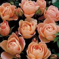 Rosa Sweet Dream ('Fryminicot') 7 Rosa Sweet Dream ('Fryminicot') -Plants Shop pl0000002418 card4 lg