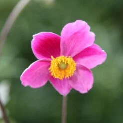 Anemone Hupehensis 'Hadspen Abundance' -Plants Shop pl0000002459 card3 lg