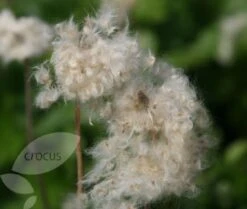 Anemone Hupehensis 'Hadspen Abundance' -Plants Shop pl0000002459 card4 lg