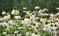Echinacea Purpurea 'White Swan' -Plants Shop pl0000002725 card5 lg