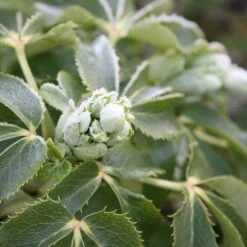 Helleborus × Sternii -Plants Shop pl0000002918 card3 lg