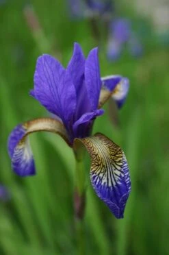 Iris 'Tropic Night' 7 Iris 'Tropic Night' -Plants Shop pl0000003109 card4 lg