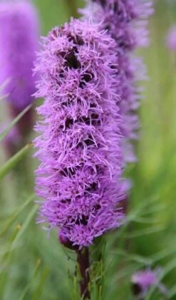 Liatris Spicata 'Kobold' -Plants Shop pl0000003153 card3 lg