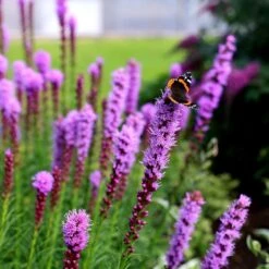 Liatris Spicata 'Kobold' -Plants Shop pl0000003153 card4 lg