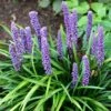 Liriope Muscari