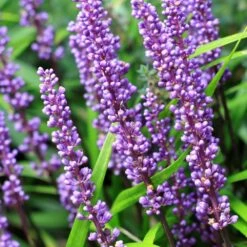 Liriope Muscari -Plants Shop pl0000003173 card5 lg