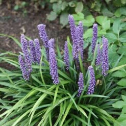 Liriope Muscari -Plants Shop pl0000003173 card6 lg