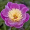 Paeonia Lactiflora 'Bowl Of Beauty'