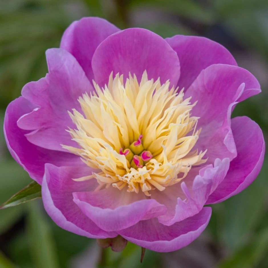 Paeonia Lactiflora 'Bowl Of Beauty' 1 Paeonia Lactiflora 'Bowl Of Beauty'