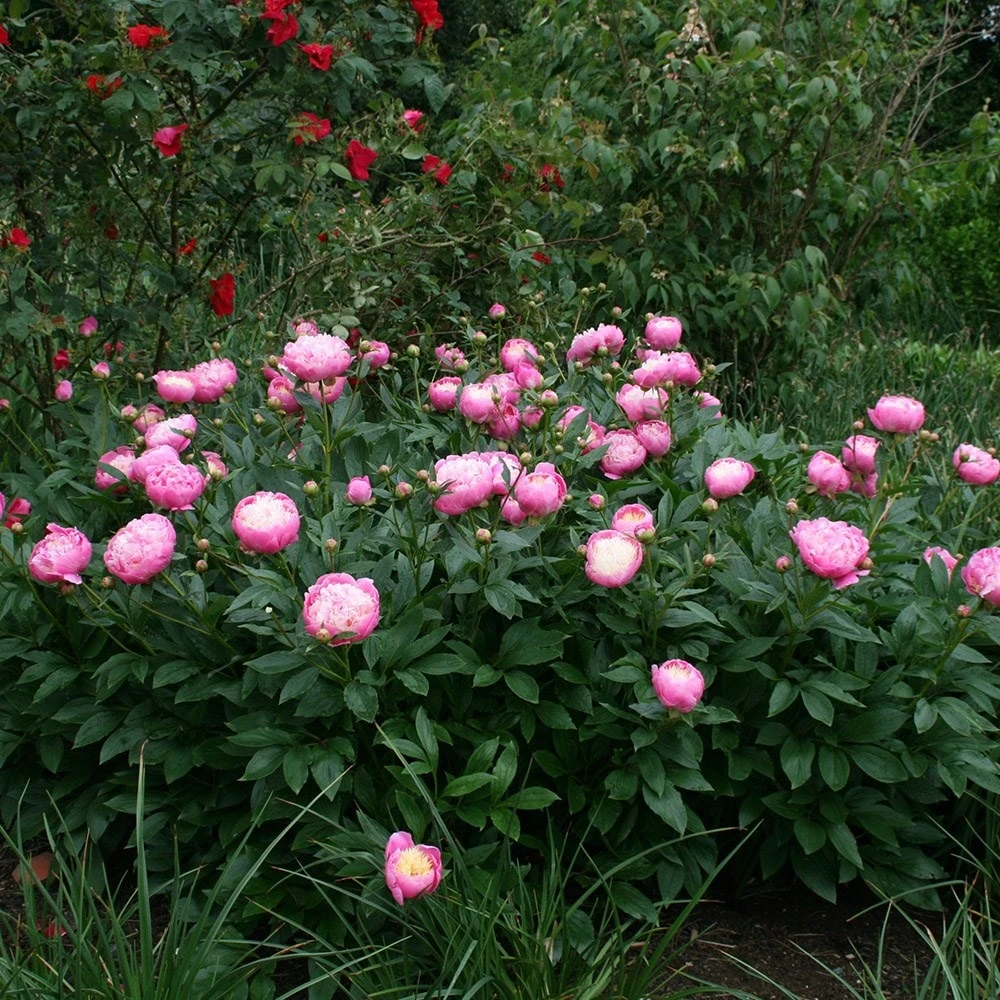 Paeonia Lactiflora 'Bowl Of Beauty' 2 Paeonia Lactiflora 'Bowl Of Beauty' - Image 2